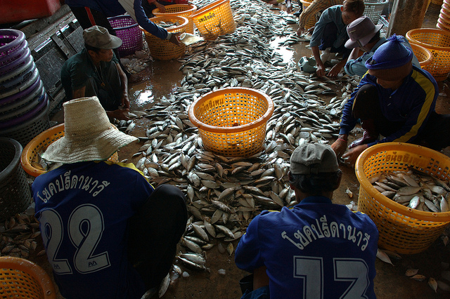 Sustainable fishing is key to addressing the overall IUU problem 