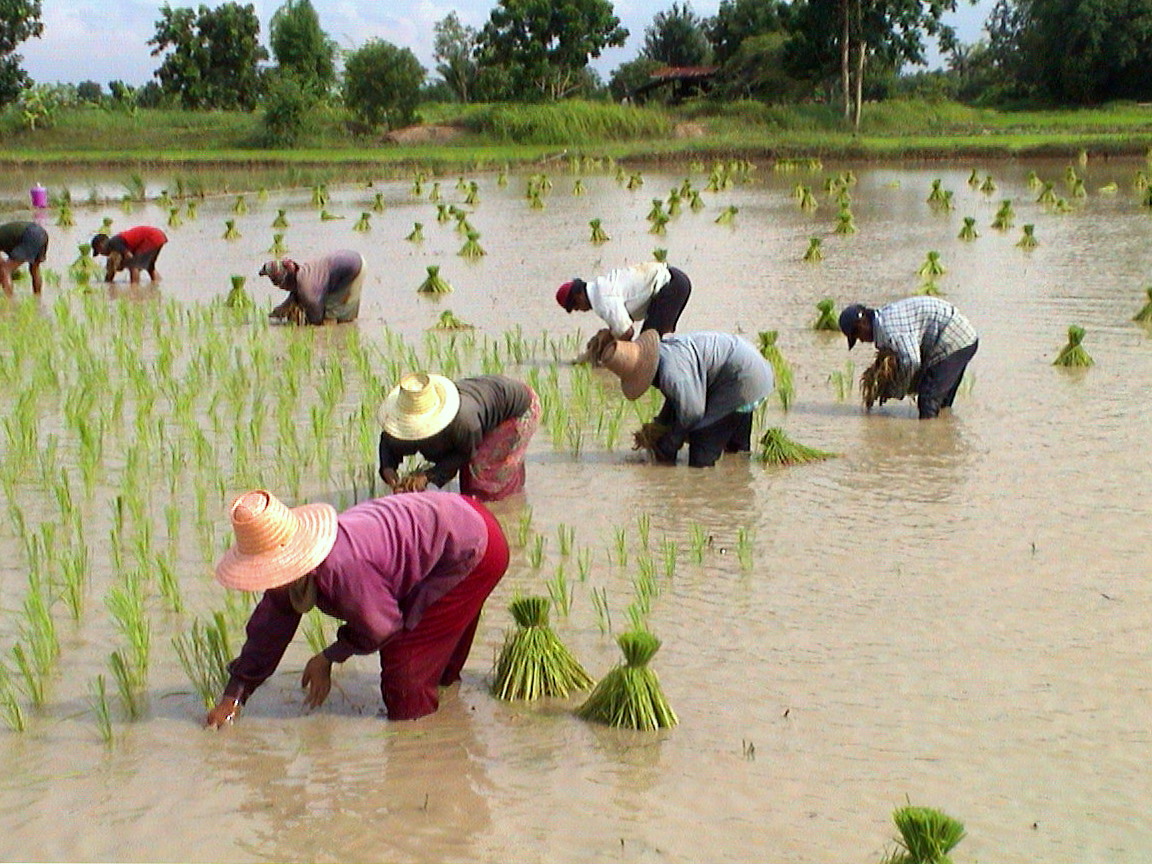Incomes of rice farmers will continue to rise next year