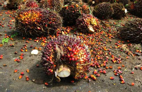 Commerce Ministry tackles oil palm pricing