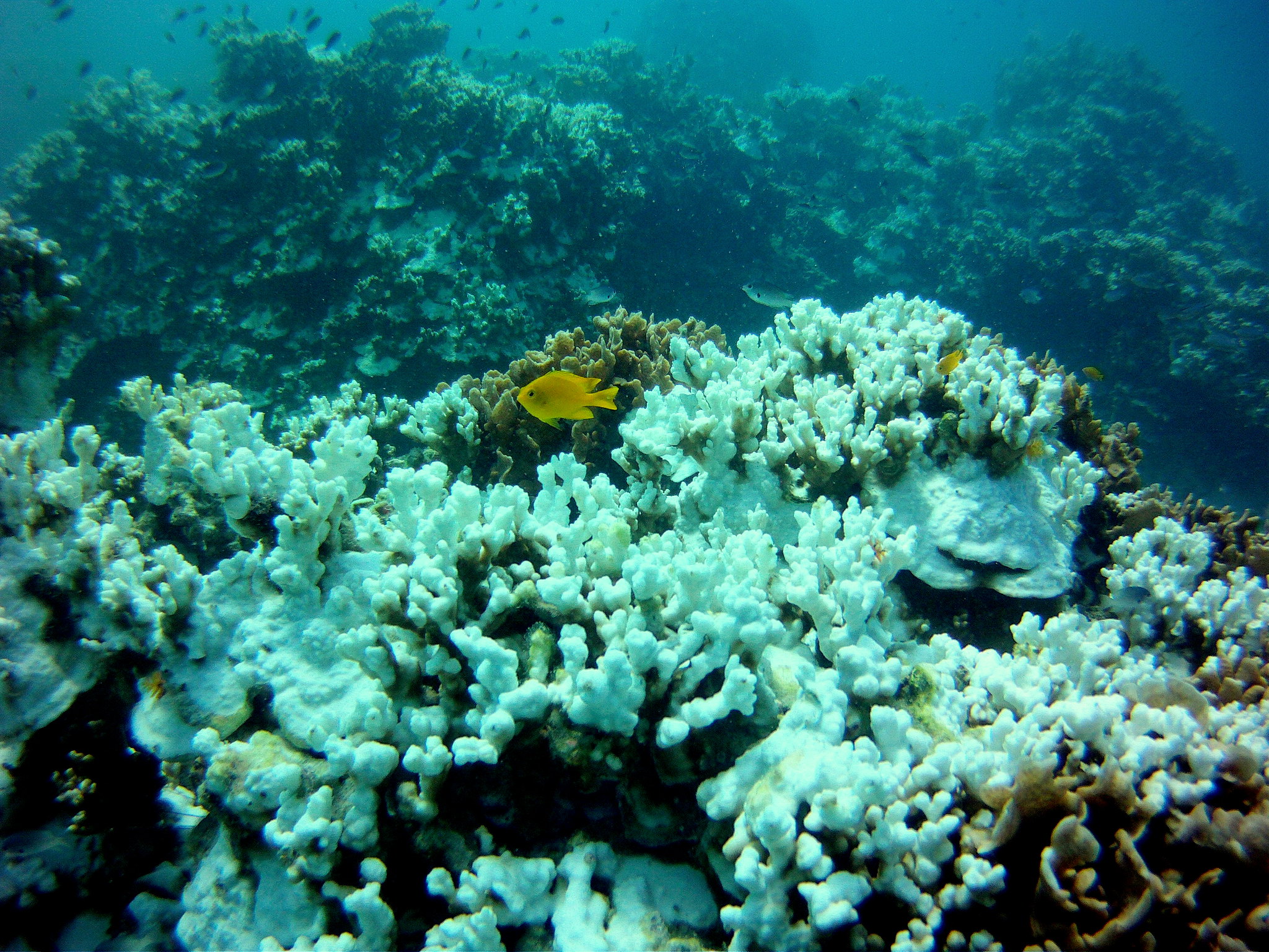 coral bleach phuket