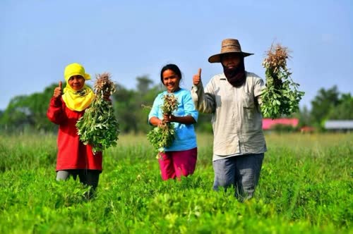 Agriculture Ministry’s survey: Farmers earn more income