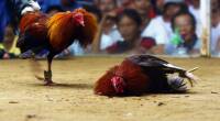 cock fighting