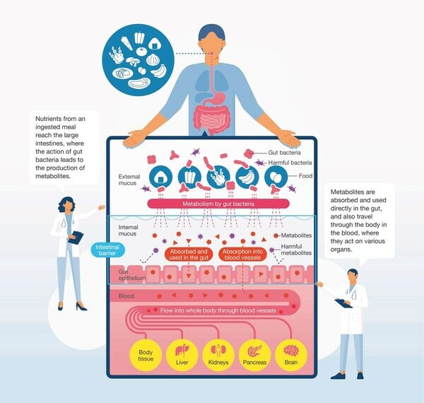 Illustration of the metabolites produced by gut bacteria and their circulation throughout the body.