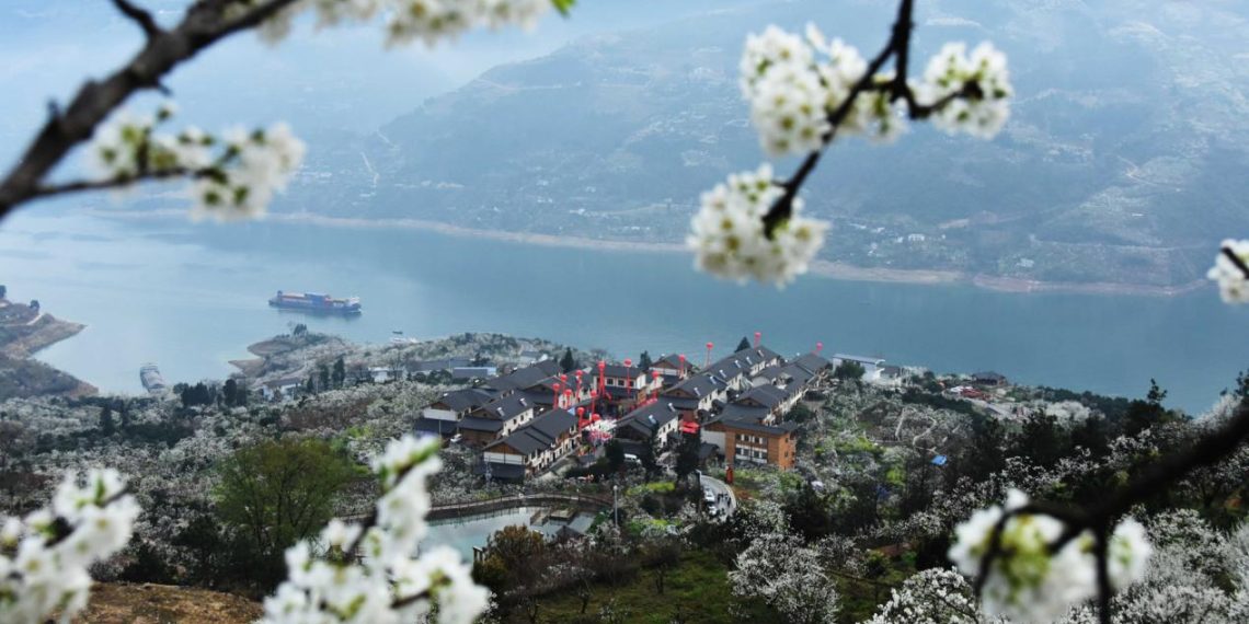 A B&B courtyard with blossoming plum in Ganyuan Village, Quchi Town, Wushan County. Photo by Wang Zhonghu