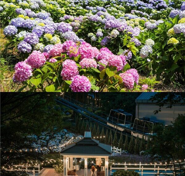 2024 Jangsaengpo Hydrangea Festival will take place in June in Namgu, Ulsan, South Korea