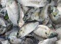 Thailand Takes Action Against Invasive Blackchin Tilapia