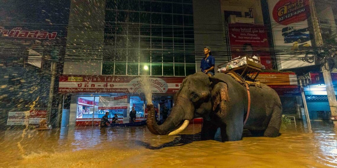 Elephant and tourists rescued as extreme flooding hits popular Thai city