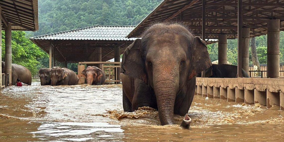 About 100 rescued elephants escape flash floods at popular sanctuary in northern Thailand, two killed in evacuation | Lifestyle