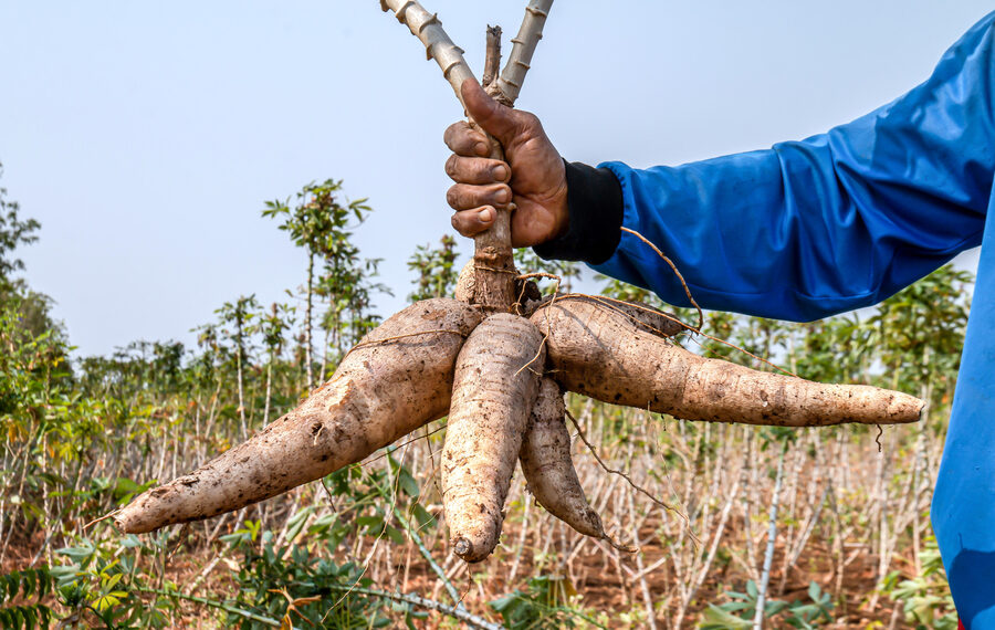 cassava